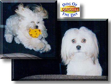 Quigley, the Dog of the Day