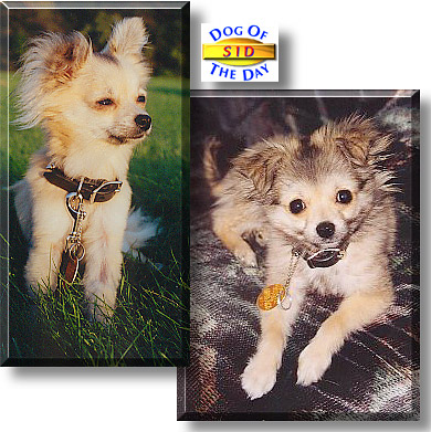 Sid, the Dog of the Day