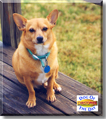 Christopher, the Dog of the Day