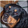 Maggie Mae