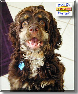 Gertrude, the Dog of the Day