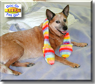 Reba, the Dog of the Day