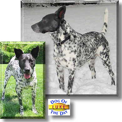 Luke, the Dog of the Day