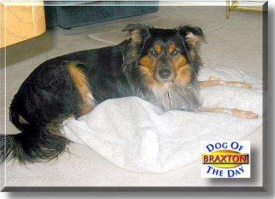 Braxton, the Dog of the Day