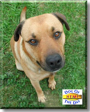 Hemi, the Dog of the Day