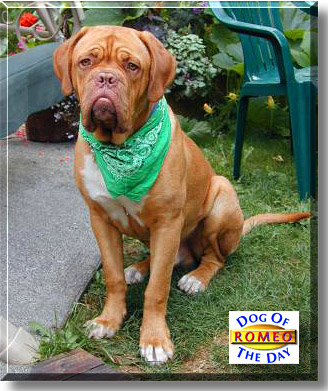 Romeo, the Dog of the Day