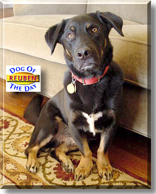 Reuben, the Dog of the Day