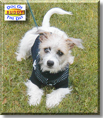 Buddy, the Dog of the Day