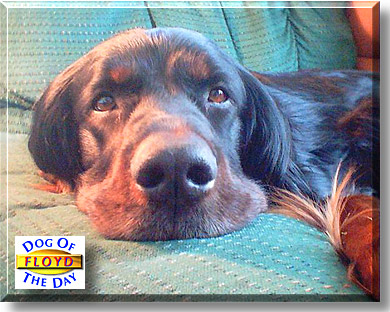 Floyd, the Dog of the Day