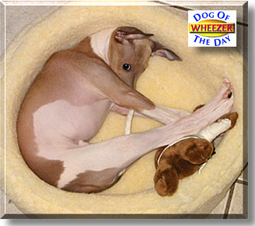 Wheezer, the Dog of the Day