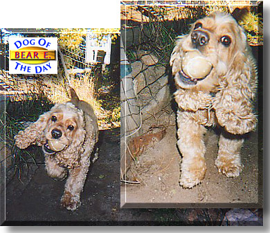 Bear E., the Dog of the Day