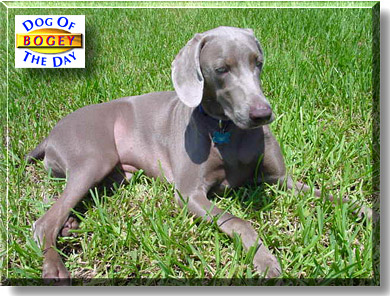 Bogey, the Dog of the Day