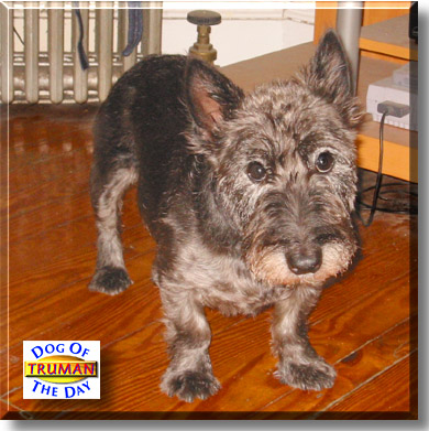Truman, the Dog of the Day