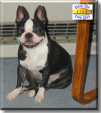 Lisa, the Dog of the Day