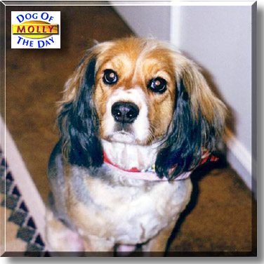 Molly, the Dog of the Day
