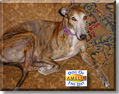 Amelia, the Dog of the Day