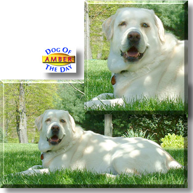 Amber, the Dog of the Day