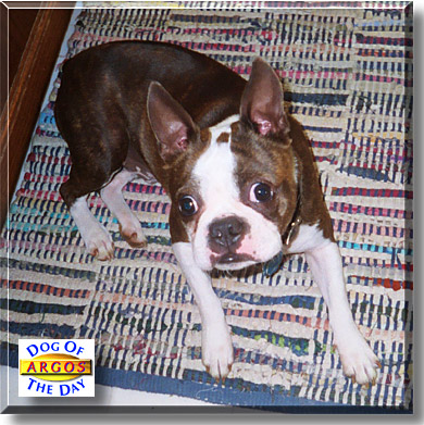 Argos, the Dog of the Day