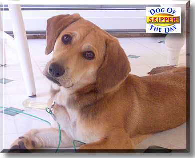 Skipper, the Dog of the Day