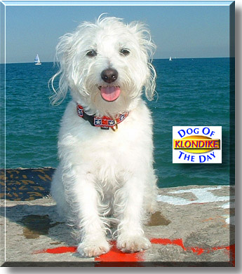 Klondike, the Dog of the Day