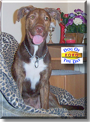 Koko, the Dog of the Day