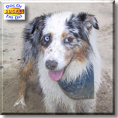 Sugar, the Dog of the Day