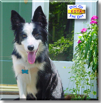 Kota, the Dog of the Day