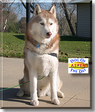 Aspen, the Dog of the Day