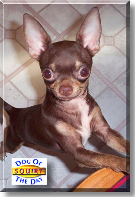 Squirt, the Dog of the Day