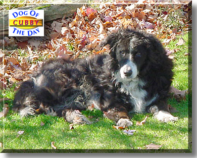 Cubby, the Dog of the Day