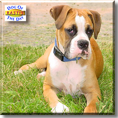 Rastis, the Dog of the Day