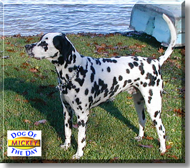 Mickey, the Dog of the Day