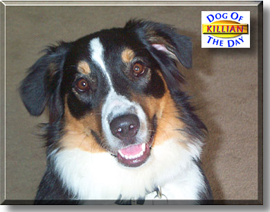Killian, the Dog of the Day