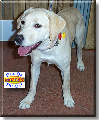 Morgan, the Dog of the Day