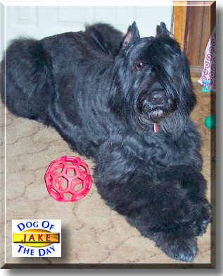 Jake, the Dog of the Day