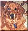 Buddy