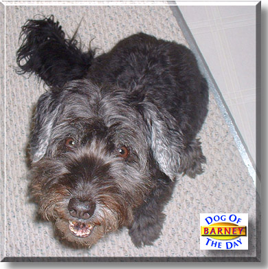 Barney, the Dog of the Day