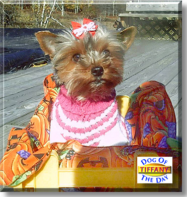Tiffany, the Dog of the Day