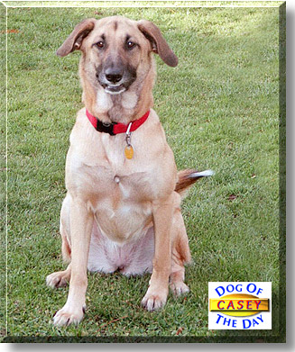 Casey, the Dog of the Day