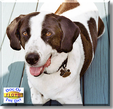Floyd, the Dog of the Day
