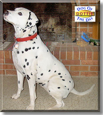 Dottie, the Dog of the Day