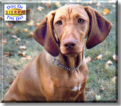 Sierra, the Dog of the Day