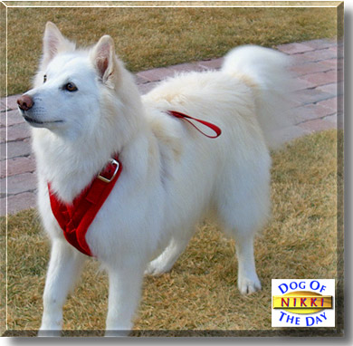 Nikki, the Dog of the Day