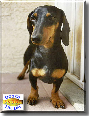 Mr. Snoop, the Dog of the Day