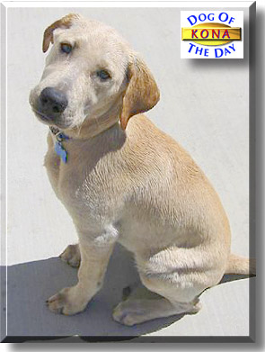 Kona, the Dog of the Day