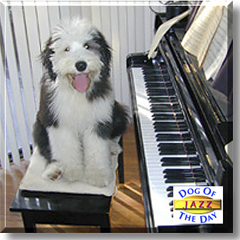 Jazz, the Dog of the Day