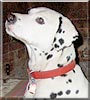 Dottie