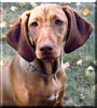 Sierra