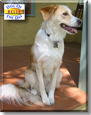 Belle, the Dog of the Day