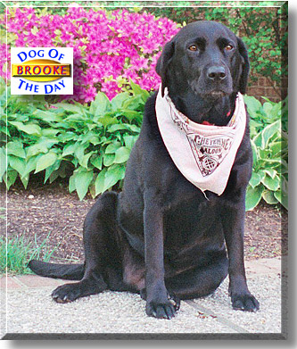 Brooke, the Dog of the Day